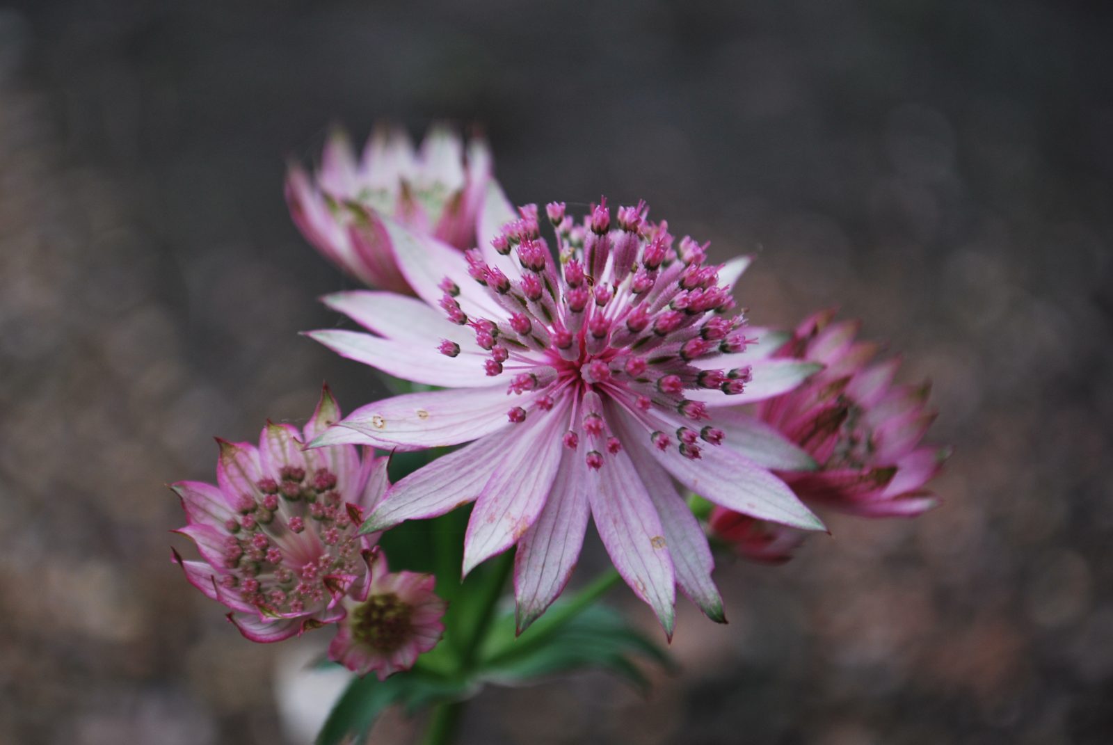 Astrantia Roma Emerald Plants