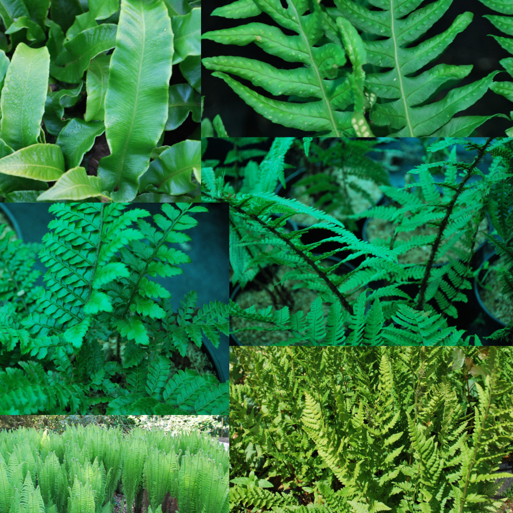 Jurassic pack bundle Emerald Plants