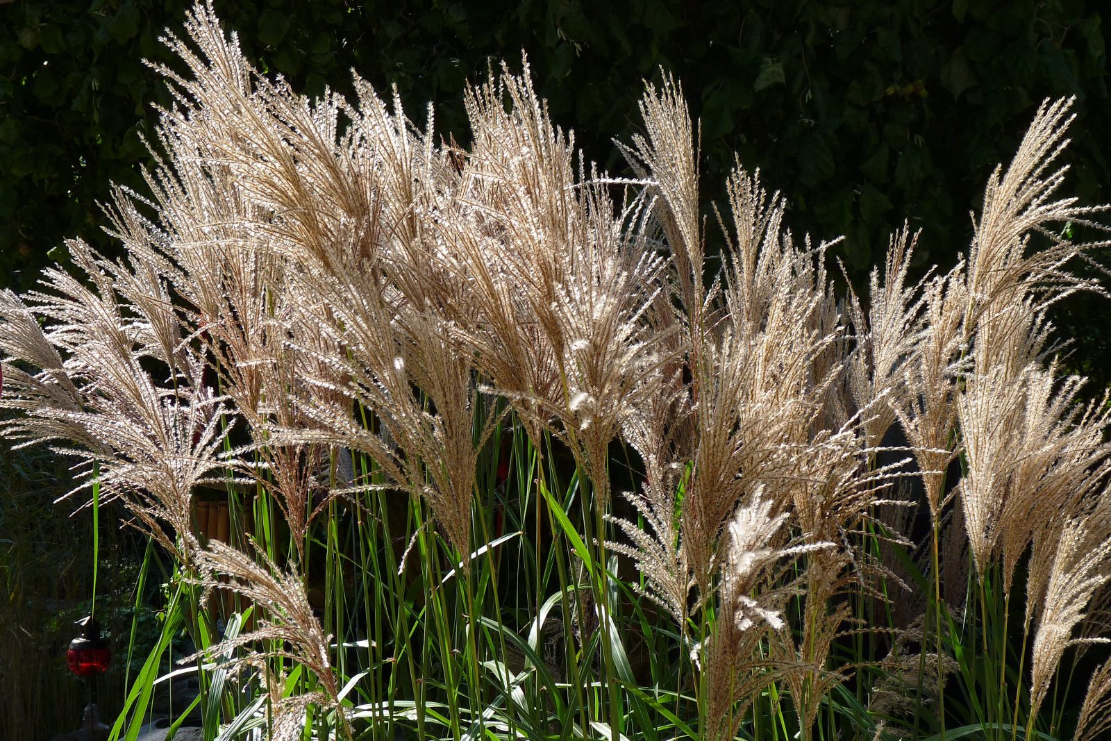 Miscanthus 'Malepartus' Emerald Plants