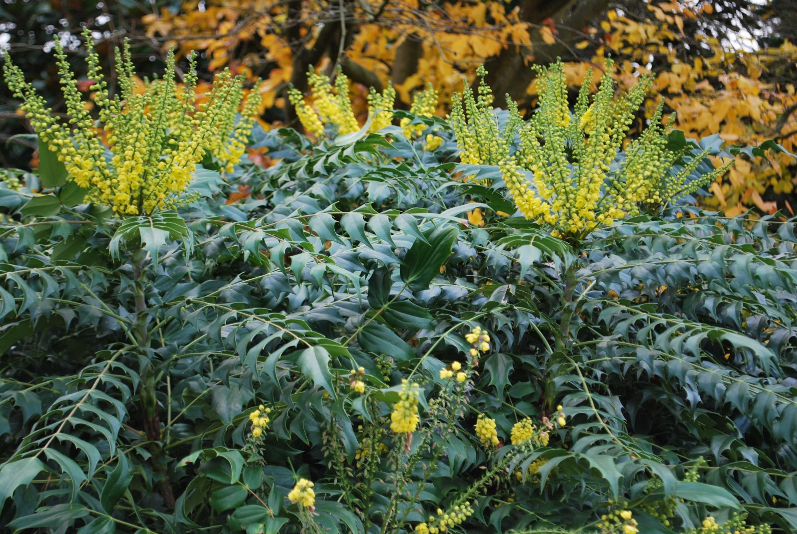 Mahonia X Media Winter Sun Emerald Plants