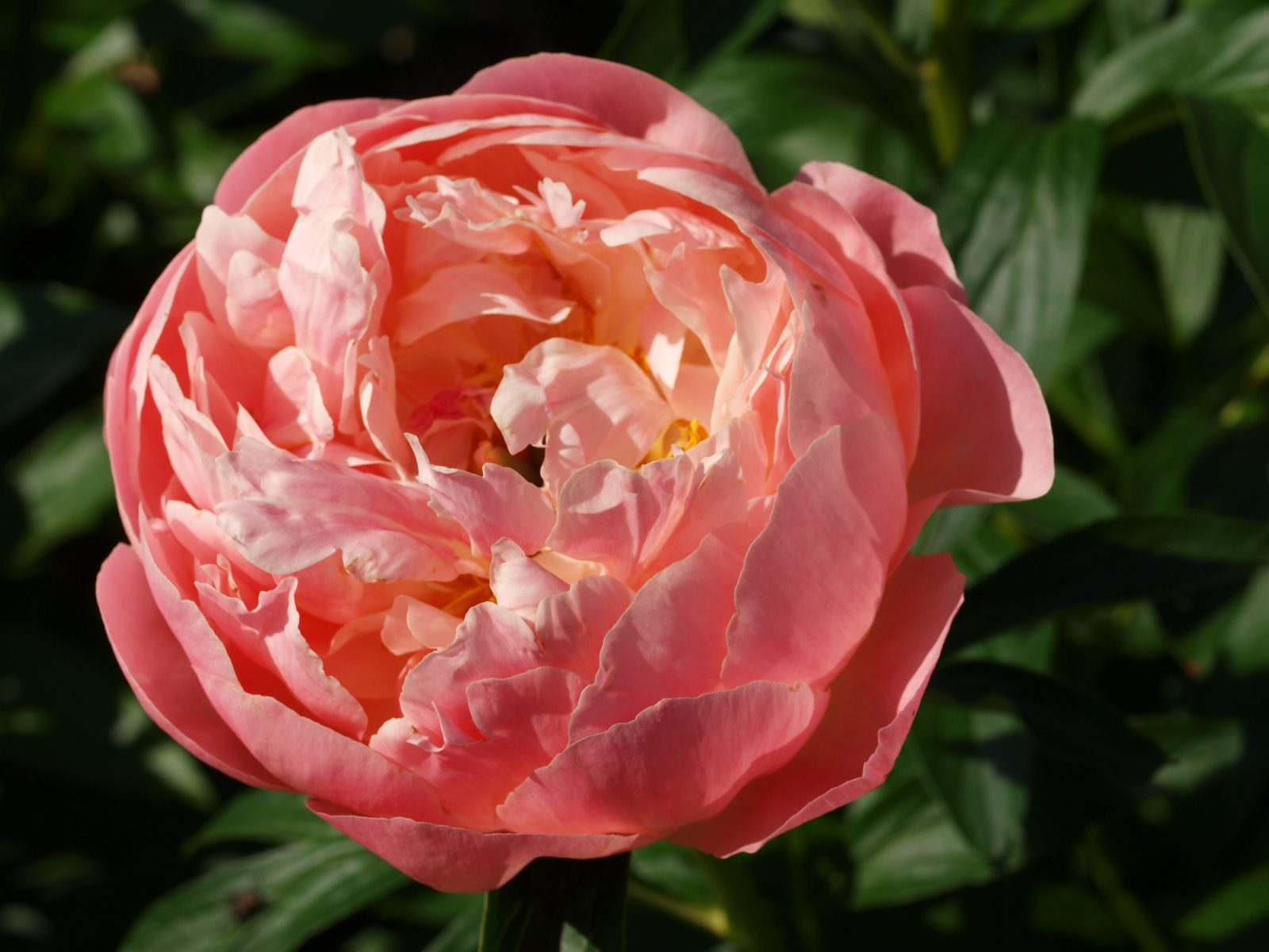 Paeonia Doctor Alexander Fleming Emerald Plants