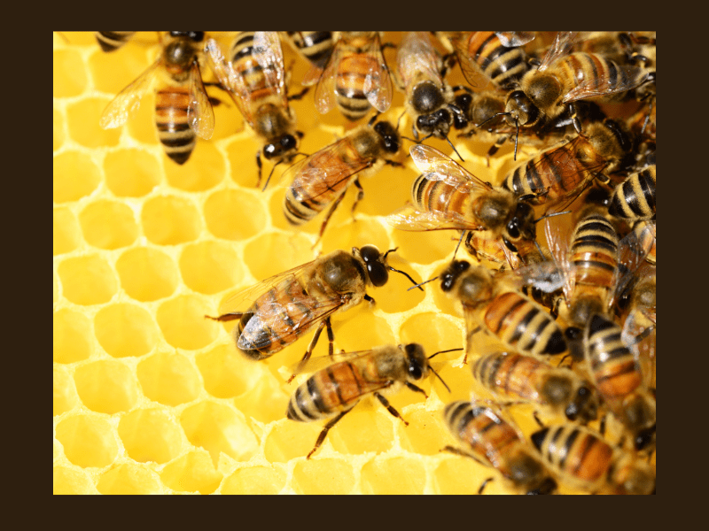 The Queen Bee Syndrome The Emergency Chicken