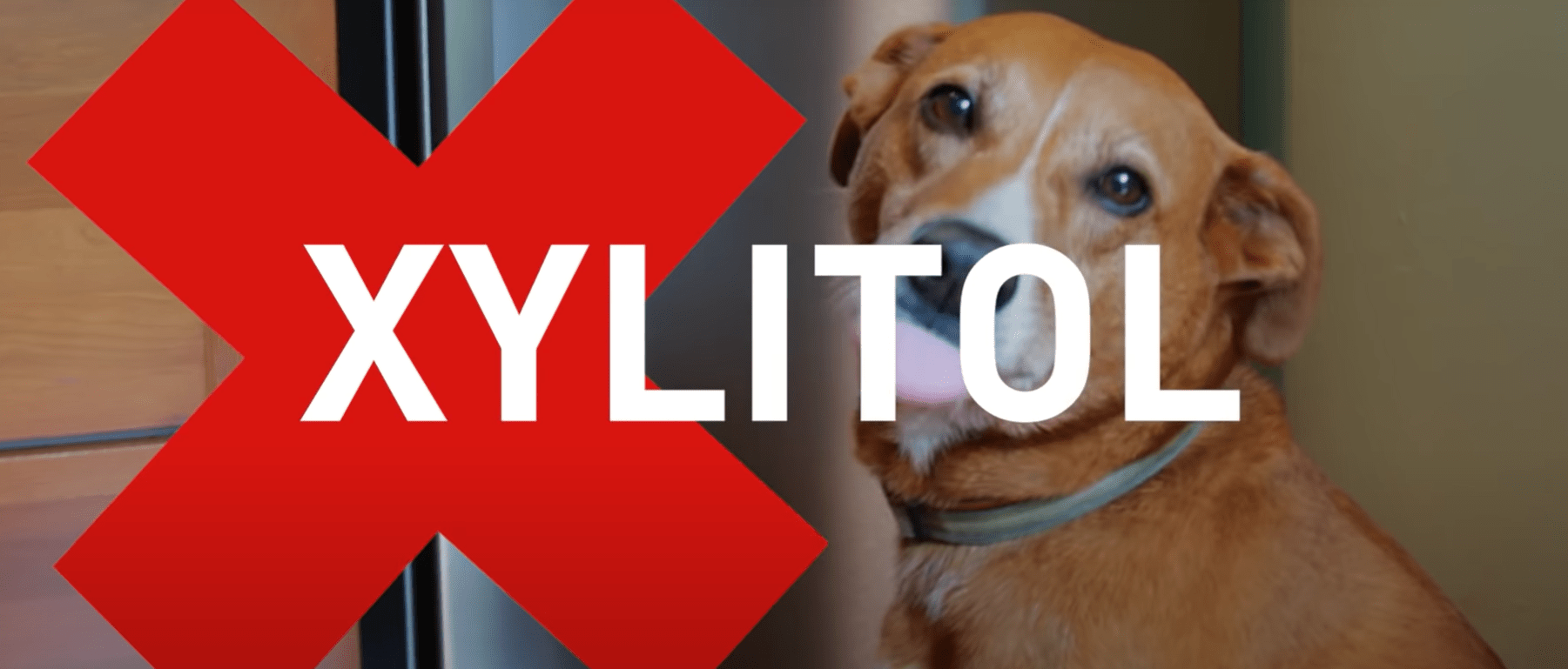 FDA Paws Off Xylitol; It’s Dangerous for Dogs