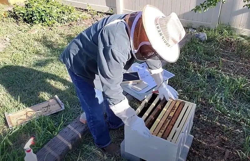 How to Raise Honeybees In Your Backyard