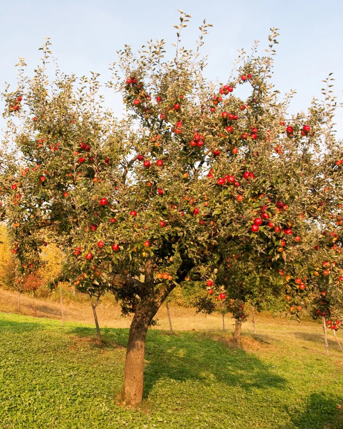 11 Fastest Growing Fruit Trees That Bear Fruit Quickly