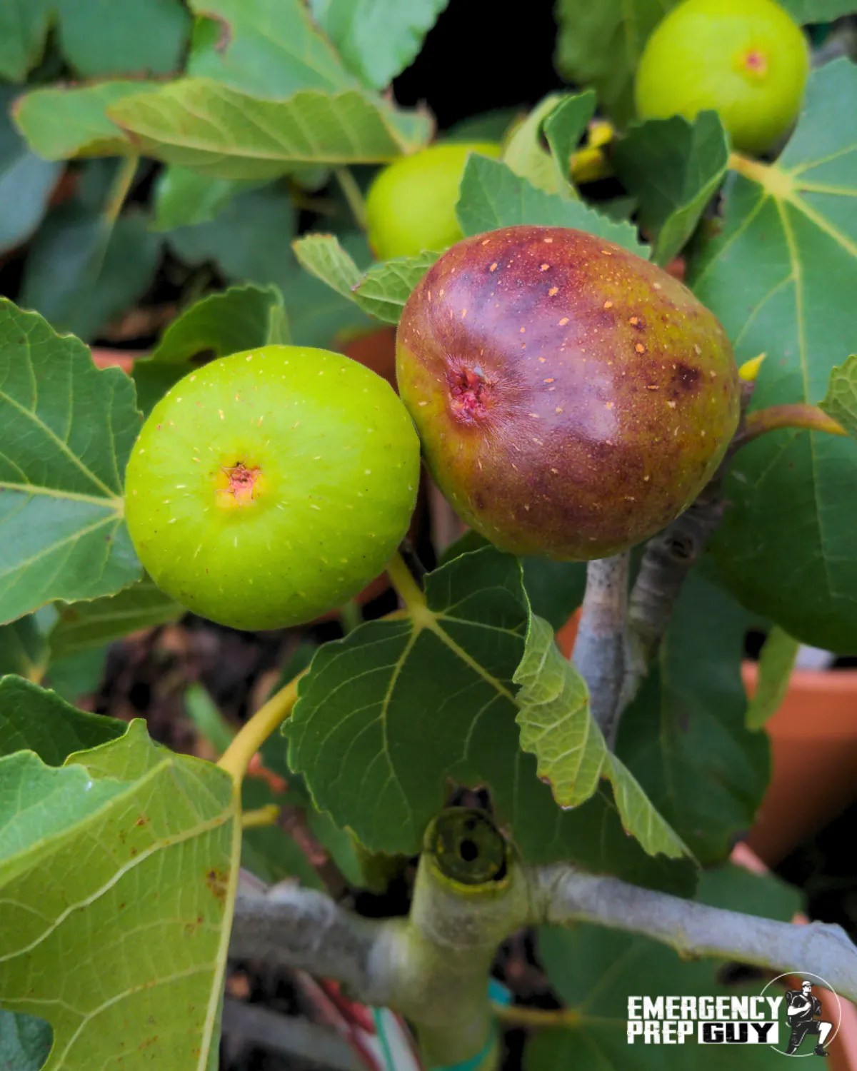 11 Fastest Growing Fruit Trees That Bear Fruit Quickly