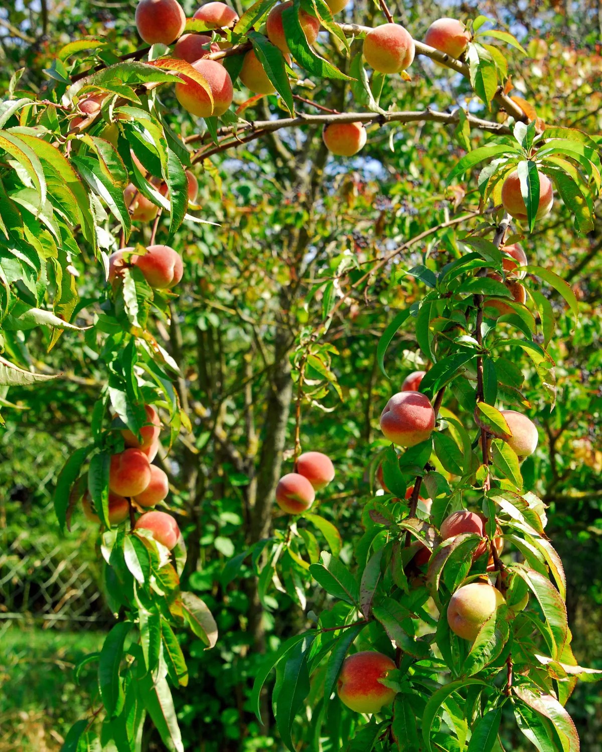 11 Fastest Growing Fruit Trees That Bear Fruit Quickly