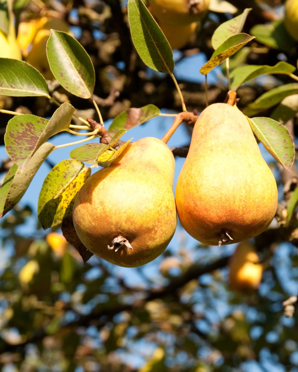 11 Fastest Growing Fruit Trees That Bear Fruit Quickly