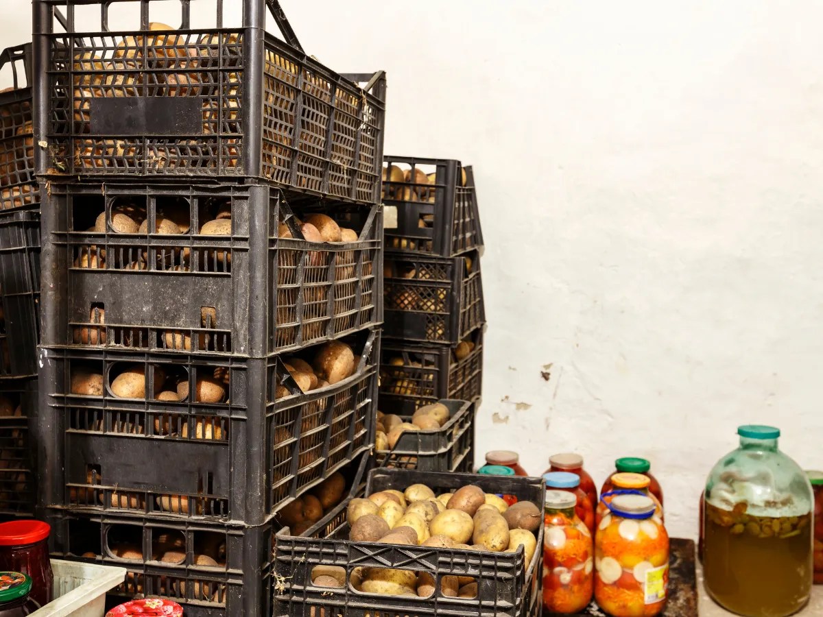 8 Best Ways To Store Potatoes Long Term (Months to Decades)