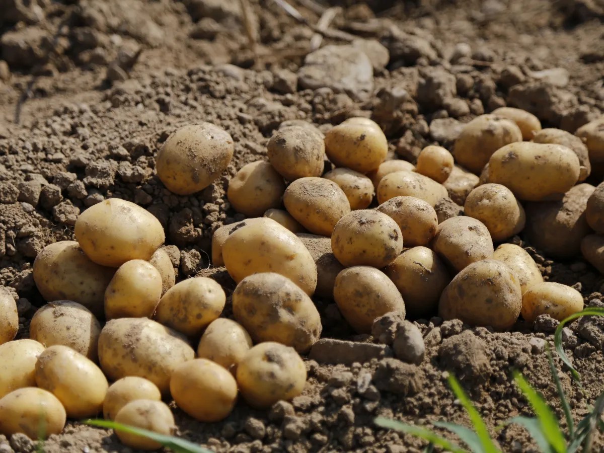 8 Best Ways To Store Potatoes Long Term (Months to Decades)