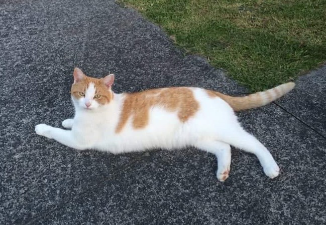 North Shore Veterinary Emergency & Critical Care | Emergency Vet