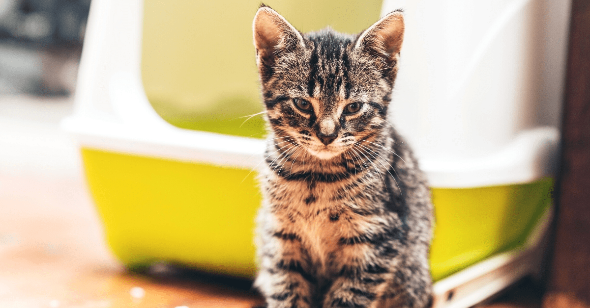 How to Treat a Cat UTI Emergency Vet 24/7