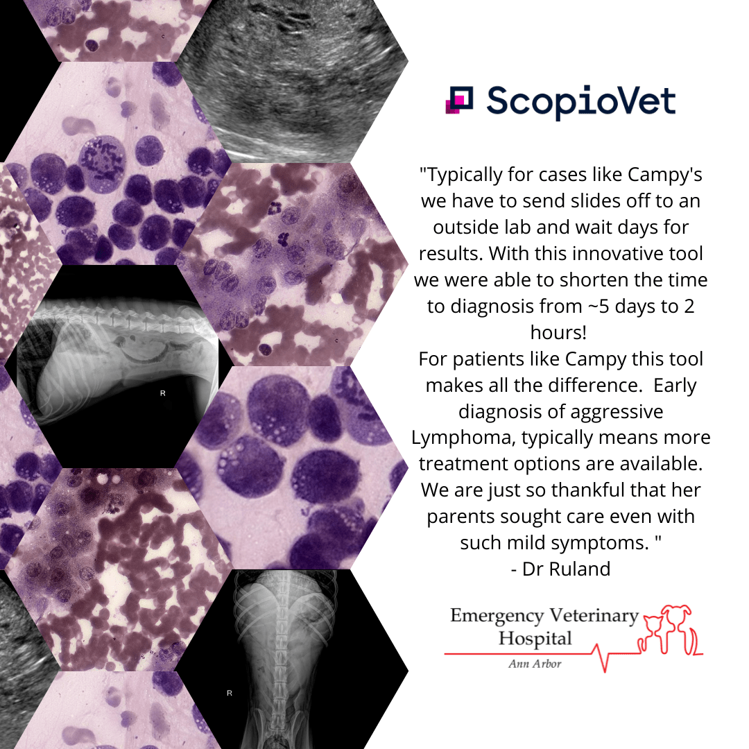 Campy's Story Emergency Veterinary Hospital