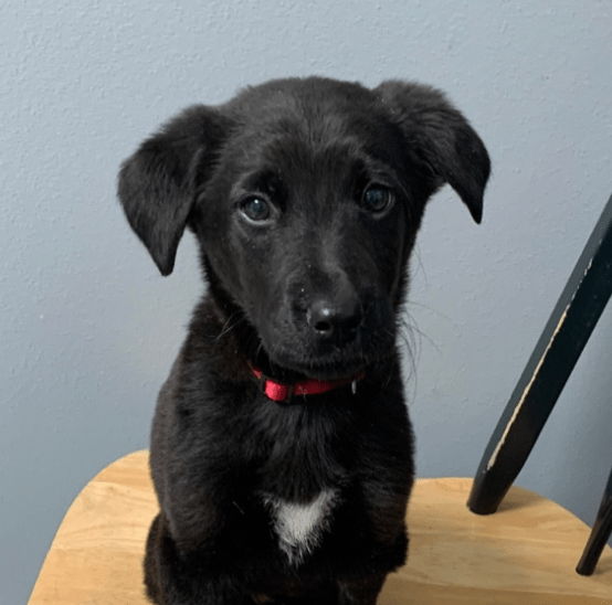 Pet Emergency Near Me Destin, FL Emergency Veterinary Clinic Destin