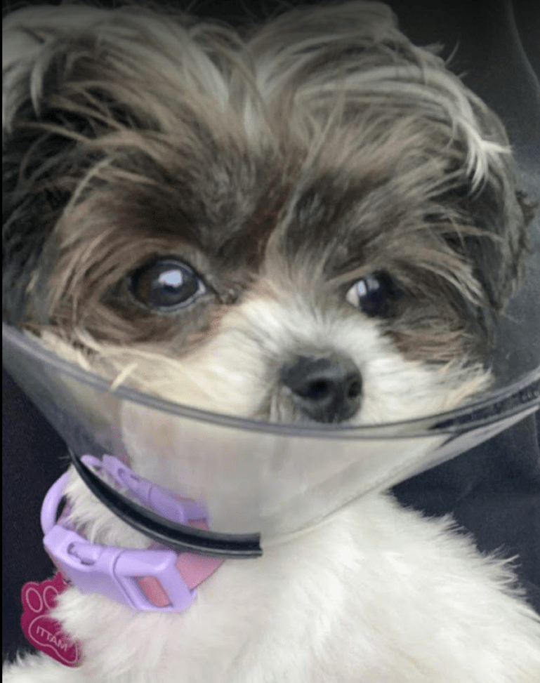 Pet Emergency Near Me Destin, FL Emergency Veterinary Clinic Destin