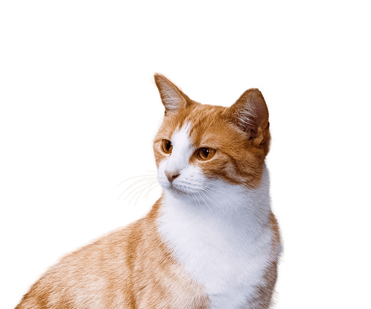 Affordable Animal Emergency Clinic l After HR Emergency Veterinarian