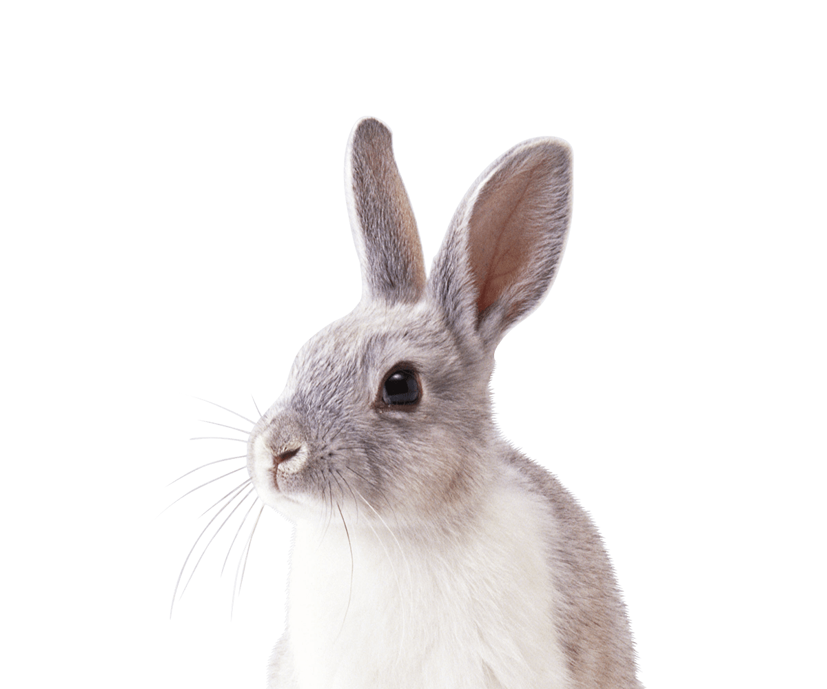 Affordable Animal Emergency Clinic l After HR Emergency Veterinarian