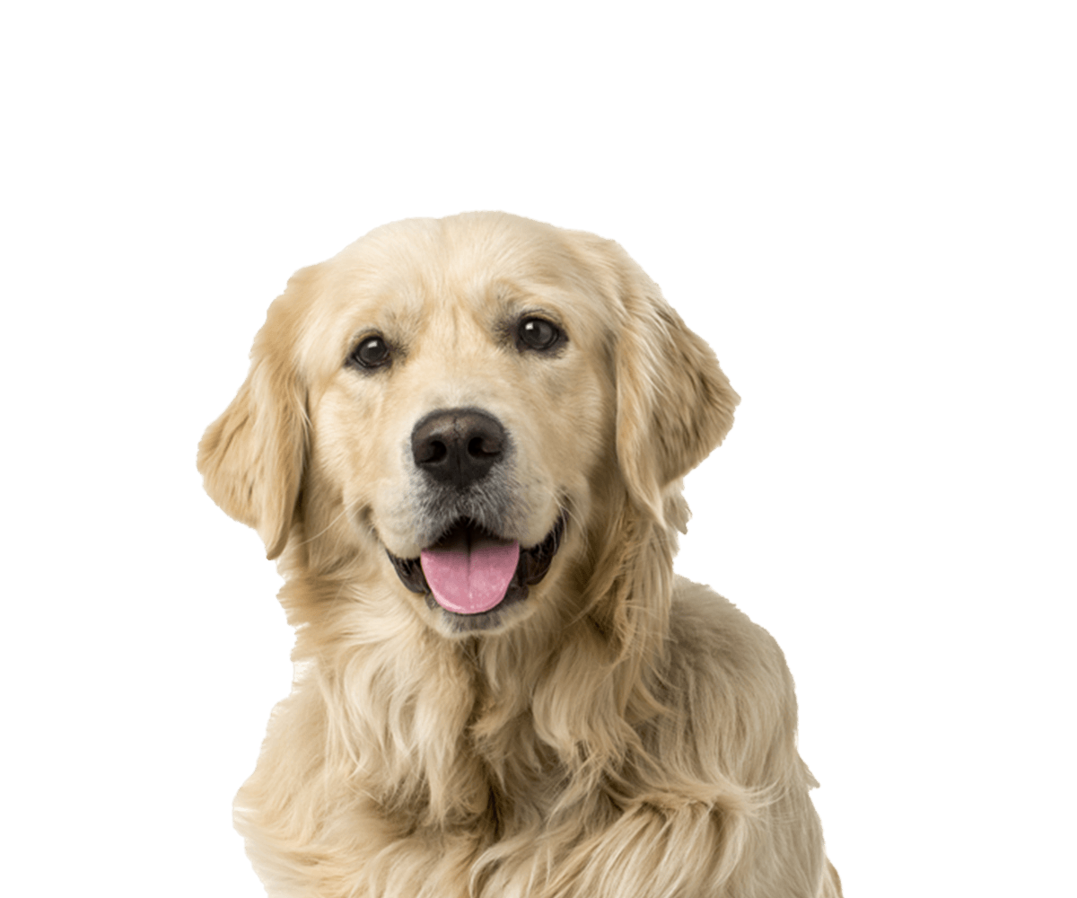 Affordable Animal Emergency Clinic l After HR Emergency Veterinarian