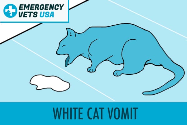 Cat Vomit Color Chart | What Does Your Cat's Vomit Colors Mean