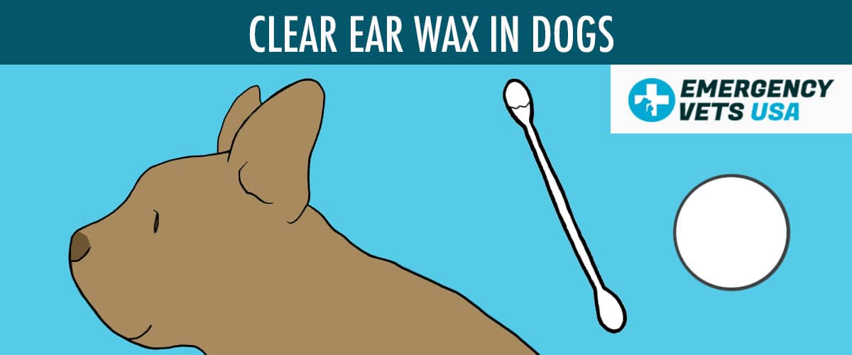 Why Does My Dog Have Black Ear Wax