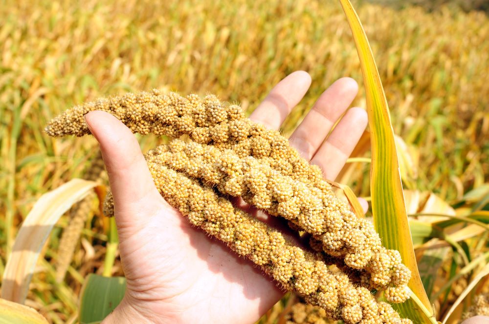 Celebrating the International Year of Millets Nurturing Sustainable