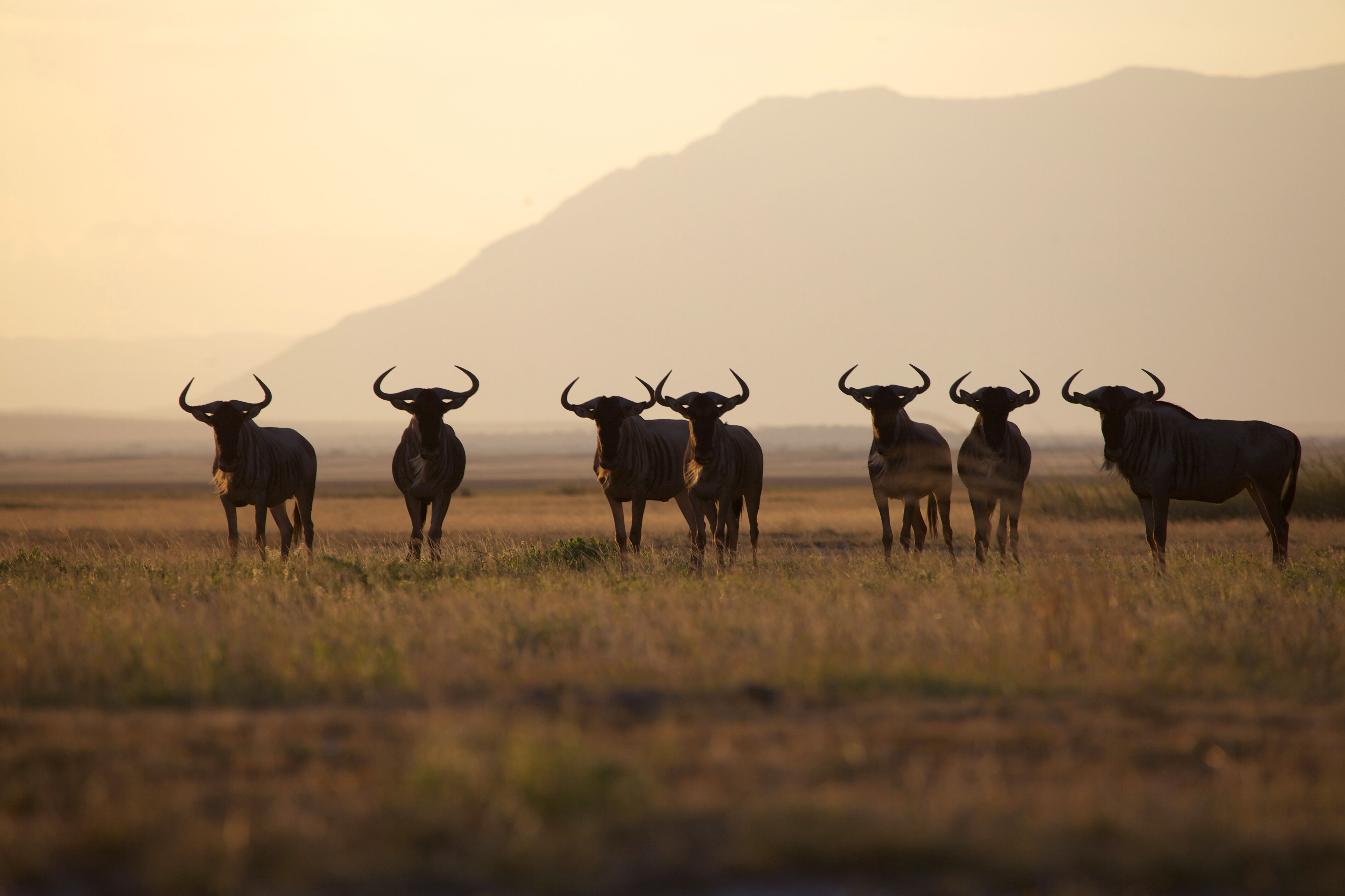 East Africa’s Great Migration Was Unique in 2020