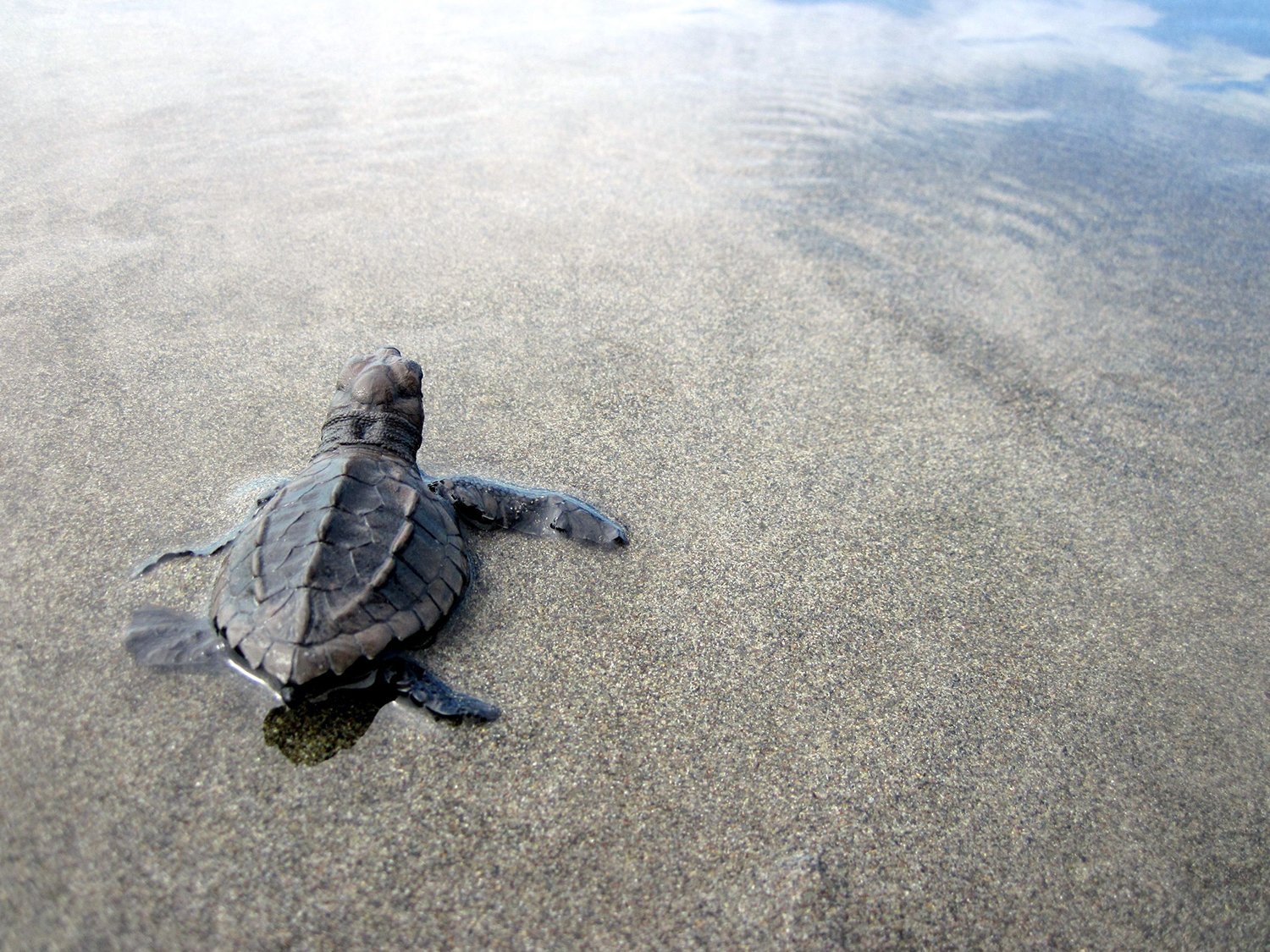 Turtle Safe Lighting EmeryAllen, LLC