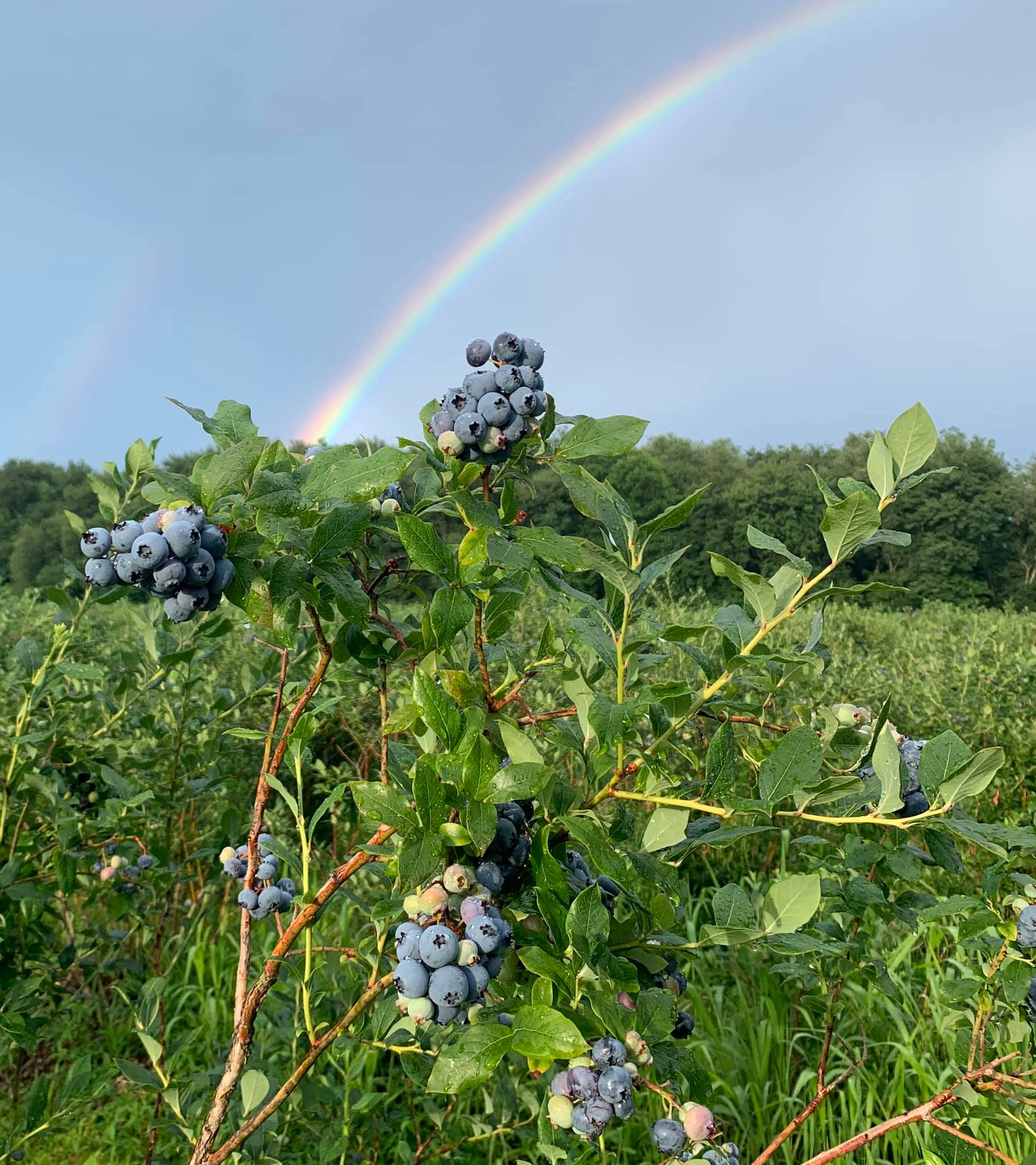 Emery's UPick Blueberry Farm & Country BakeryNew Egypt, NJ