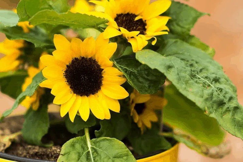 Indoor Plants That Absorb Radiation 10 Plants You Should Have In Your