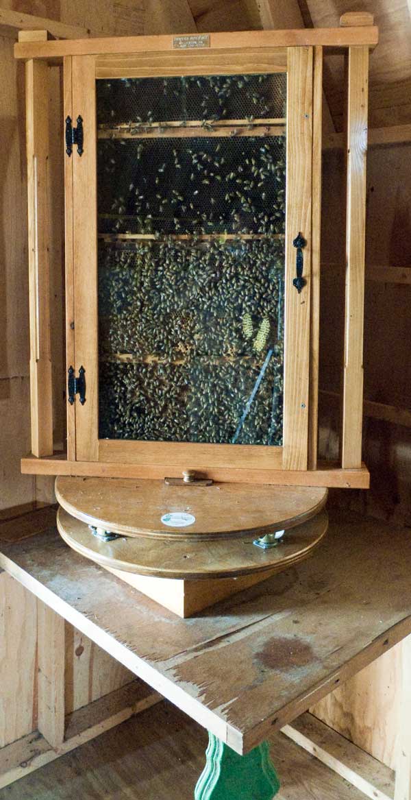 Honey Bee Observation Hive E&M Gold Beekeepers