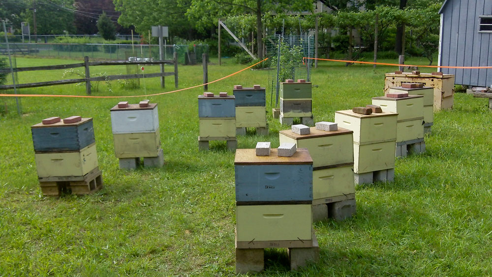 Setting up Carniolan Breeding Yard E&M Gold Beekeepers