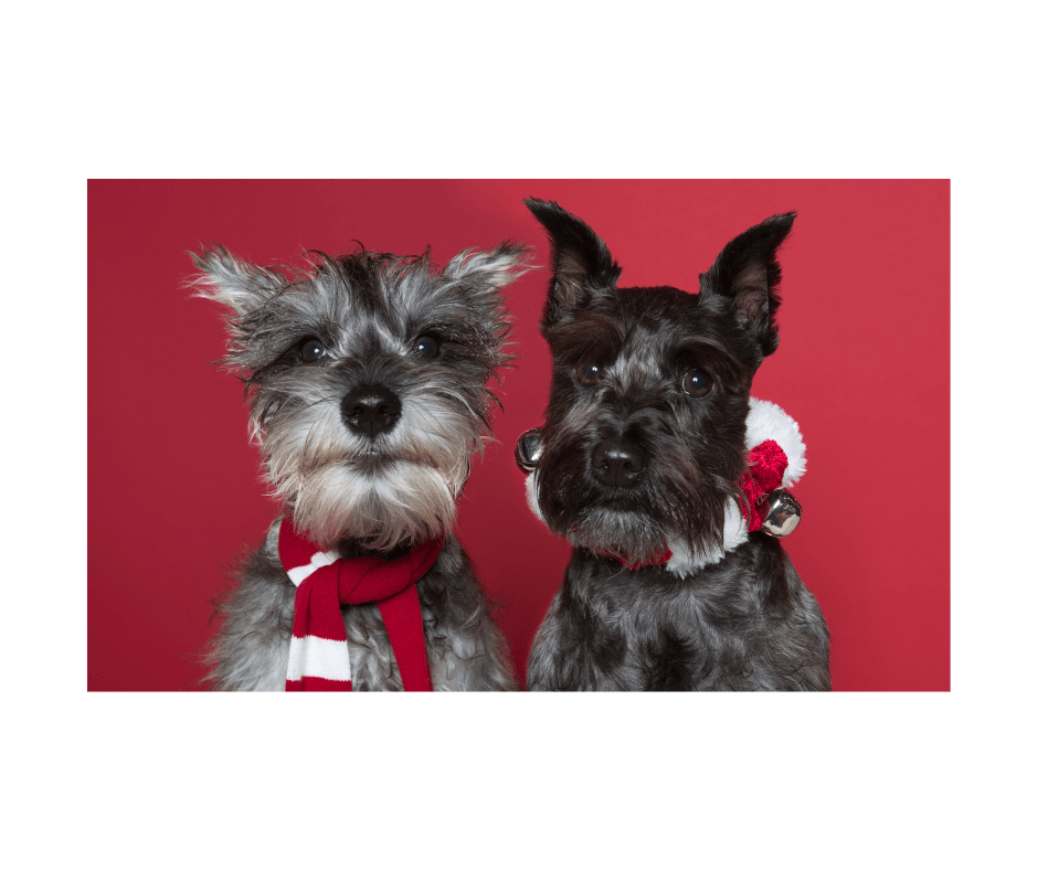 Pet Events in Baton Rouge (Dec 2022) Emily Says Sit Baton