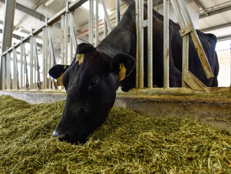 News Emirates Dairy Farm