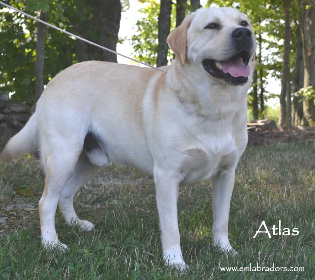Meet Manny! Endless Mountain Labradors