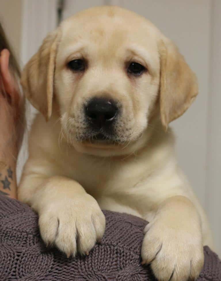 Photos Endless Mountain Labradors