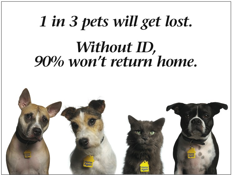 Should I Microchip My Dog? Endless Mountain Labradors