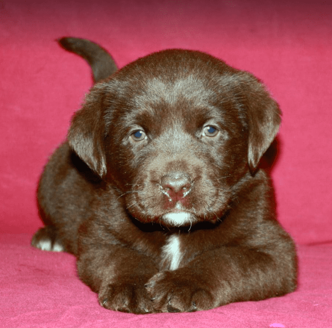 Can Labs Have White Markings