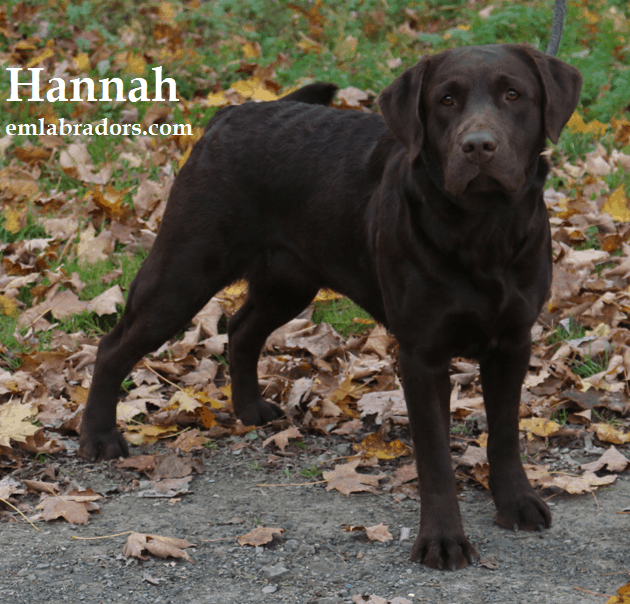 Are Labradors Deep Chested