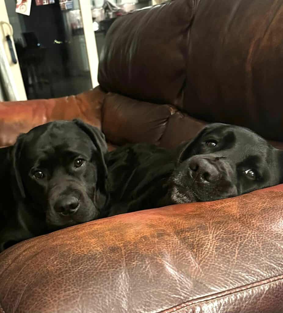 Happy National Labrador Retriever Day! Endless Mountain Labradors