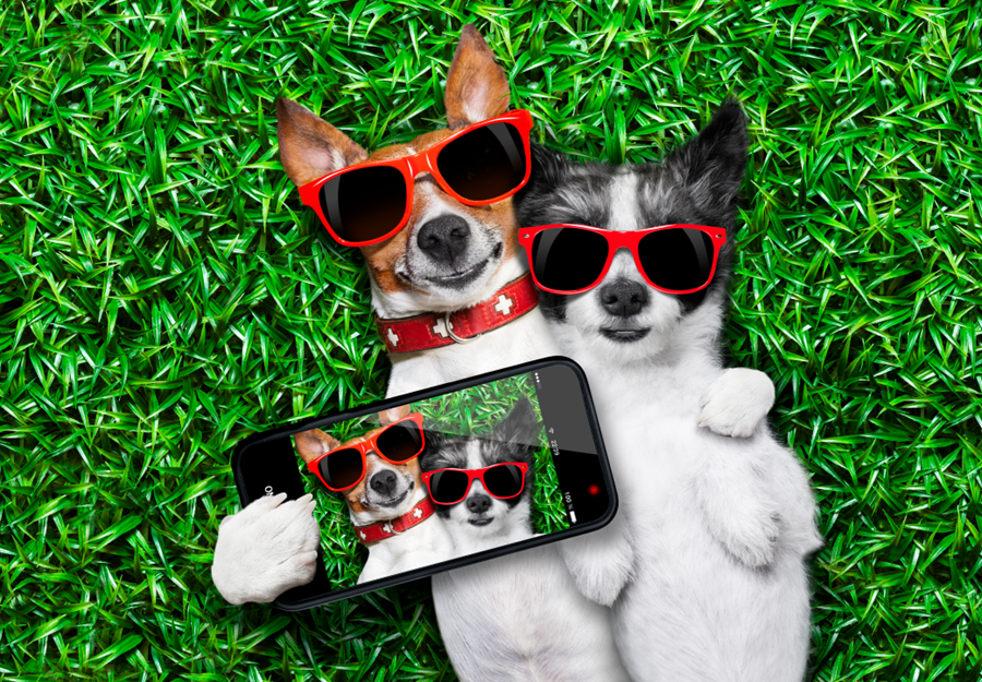 Tips to Make Your Pet Instagram Famous Emmagem
