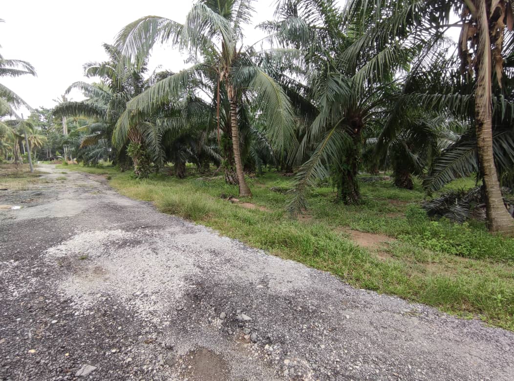 Termurah) Tanah Pertanian Revolusi Hijau Kampung Perepat