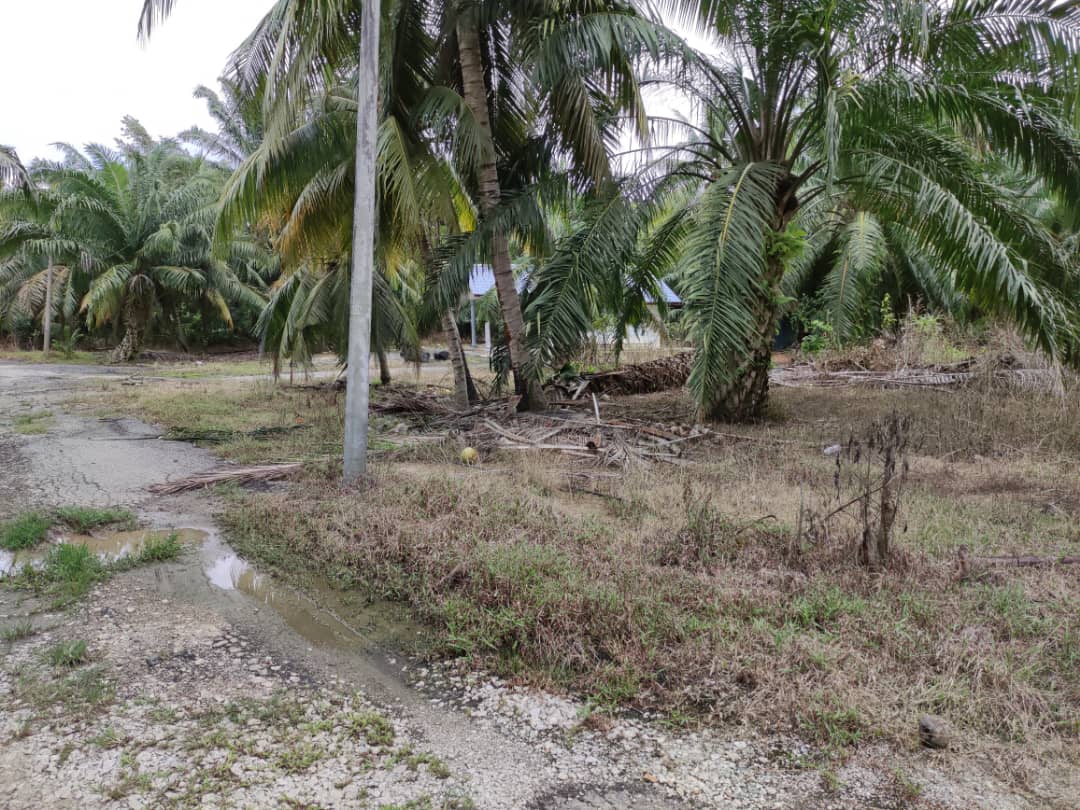 Termurah) Tanah Pertanian Revolusi Hijau Kampung Perepat