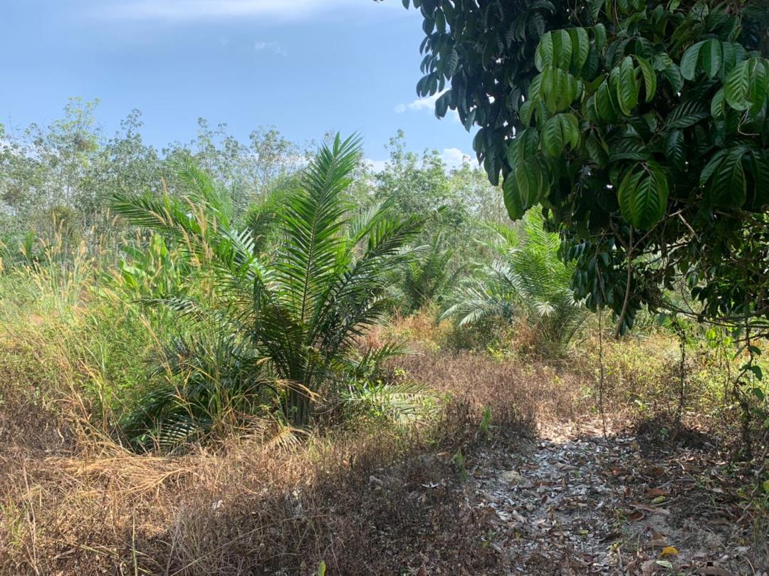 » KARAK, Bentong Tanah Pertanian 3 Ekar di Bentong, Karak