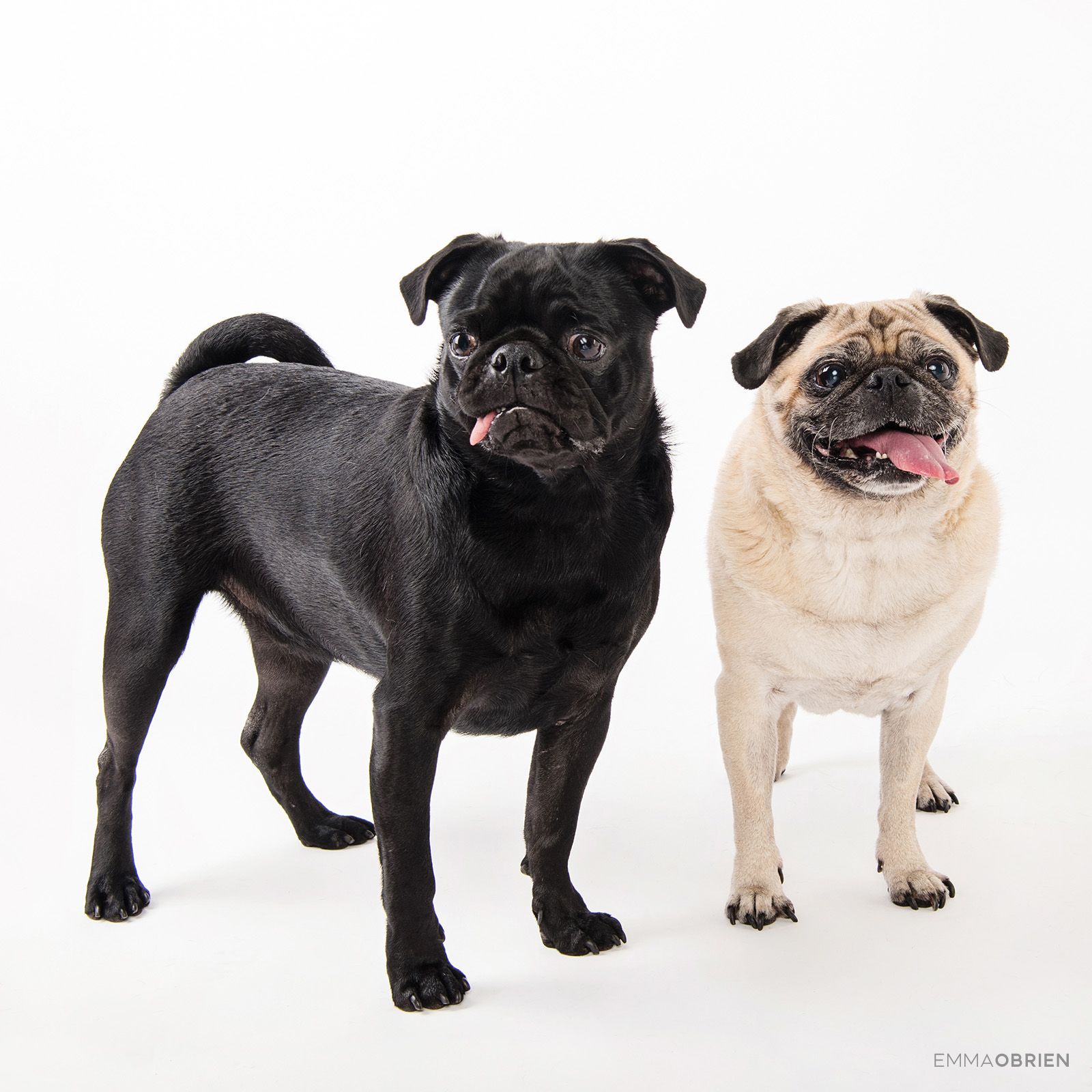 Pug Portrait Photography Dog Photographer Gauteng