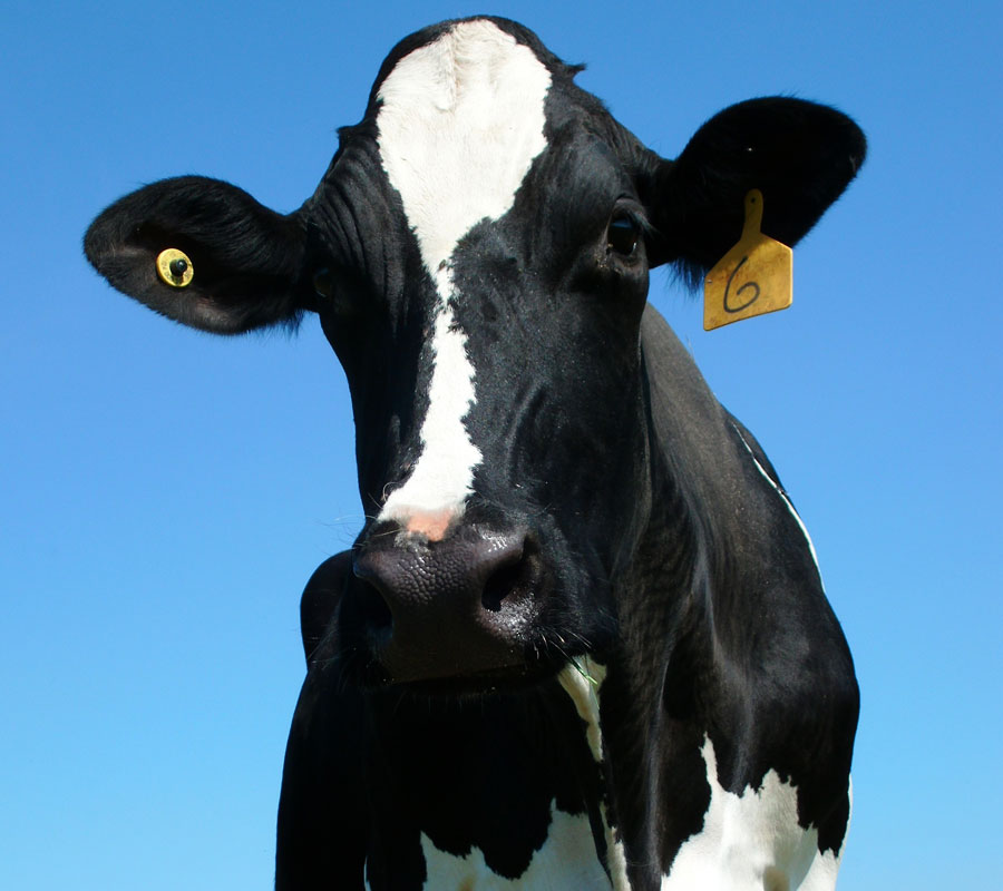 Livestock Emo Feed Service