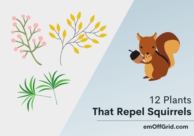 12 Plants That Can Repel Squirrels