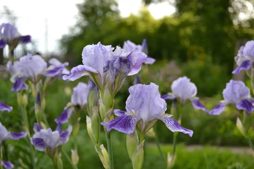 12 Plants That Can Repel Squirrels