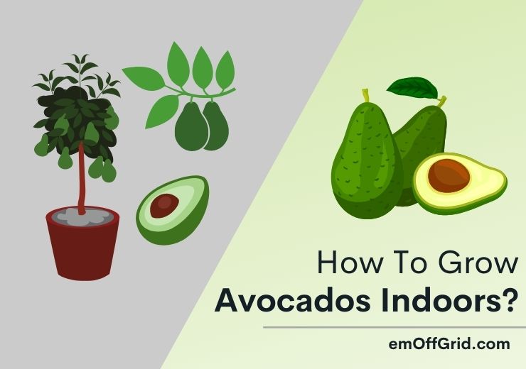 How to Grow Avocado Indoors from A Seed
