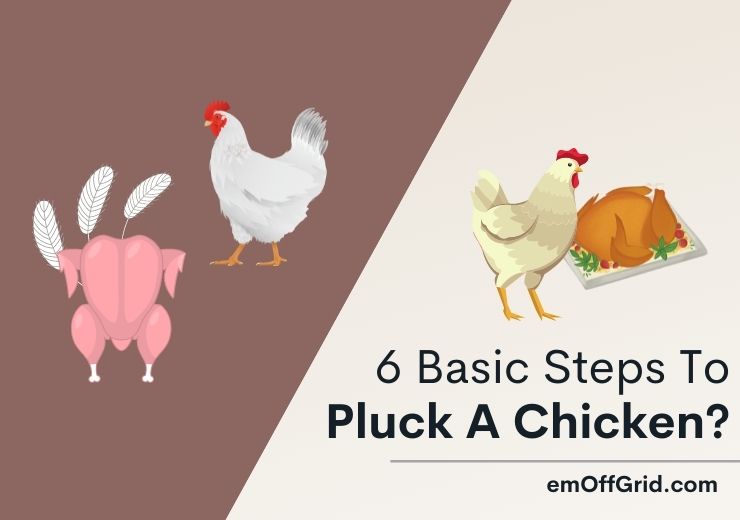 6 Basic Steps to Pluck A Chicken