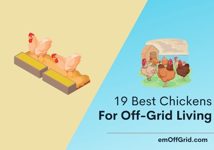 19 Best Chickens For OffGrid Living